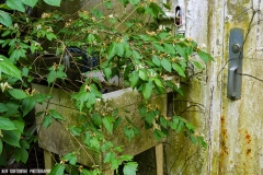 IMG1929_abandoned_house_lores