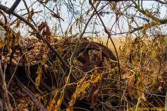 IMG2228_overgrown_tractor_lores