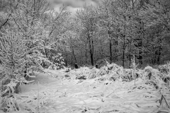 DSC01148_April_Snow_BW_lores