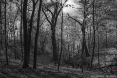 IMG1373_dayton_bluffs_ravine_BW_lores