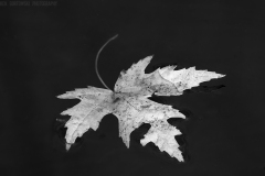 IMG1754_lone_leaf_BW_lores