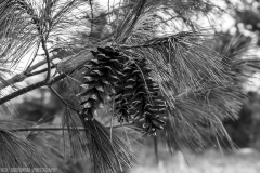 IMG2269_pine_cones_BW_lores