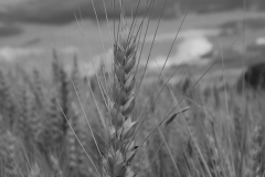 IMG2492_wheat_BW_lores