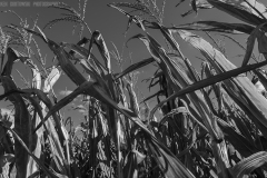 IMG3239_corn_stalks_BW_lores