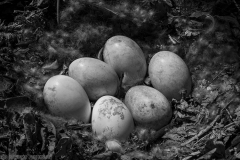 IMG3363_goose_eggs_BW_lores