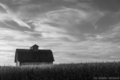 IMG3599_fall_harvest_BW_lores