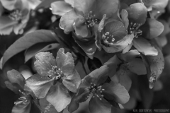 IMG3905_pink_tree_flowers_BW_lores