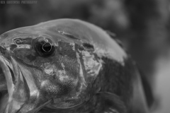 IMG4647_smallie_closeup_BW_lores