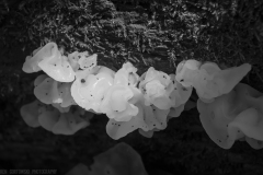 IMG4656_sponge_fungus_BW_lores