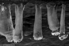 IMG4827_ice_udders_BW_lores