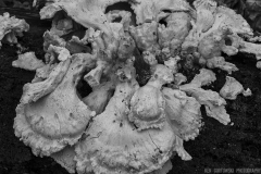 IMG5605_spring_fungus_BW_lores