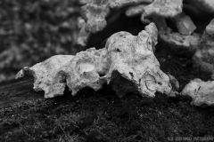 IMG5609_spring_fungus_BW_lores