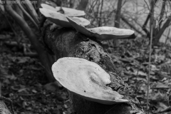 IMG5616_spring_fungus_BW_lores