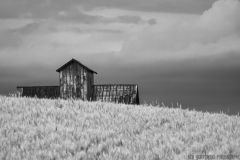 IMG6363_barn_wheat_field_BW_lores