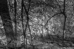 IMG6503_creek_bed_reflections_BW_lores