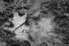 IMG6936_ice_leaf_BW_lores