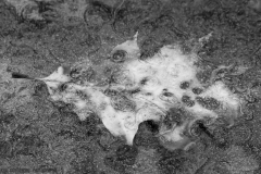 IMG6944_ice_leaf_BW_lores