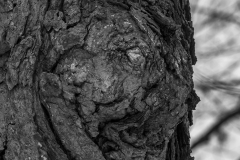IMG7320_hibernating_green_man_BW_lores