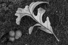 IMG7391_fungus_leaf_BW_lores