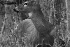 IMG7418_deer_profile_BW_lores
