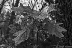 IMG7441_oak_leaves_BW_lores