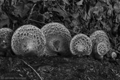 IMG8018_saddle_fungus_BW_lores
