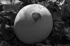 IMG8145_puff_ball_leaf_BW_lores