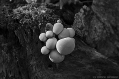 IMG8152_fungus_clump_BW_lores