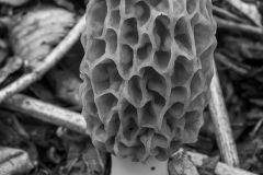 IMG9084_morel_BW_lores