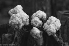 IMGP0068_Sponge_Fungus_BW_lores