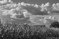 IMGP0247_corn_sky_BW_lores