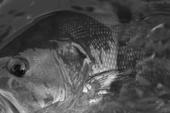 IMG_0309_smallie_closeup_BW_lores