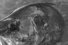 IMG_0900_smallie_closeup_BW_lores