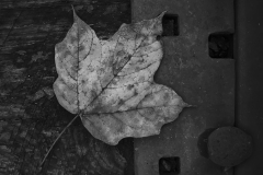 IMG_0979_track_leaf_BW_lores