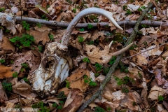 IMG0475_deer_skull_lores