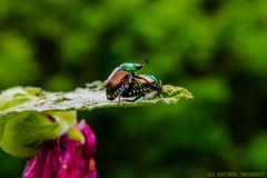 IMG2886_hollyhock_milkweed_beetles_lores