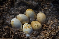 IMG3363_goose_eggs_lores