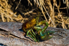 IMG3367_crawfeesh_lores