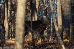 IMG4988_deer_woods_lores