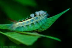 IMG5040_caterpillar_lores