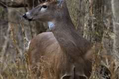 IMG7418_deer_profile_lores
