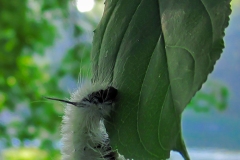 IMG_0209_catererpilar_lores