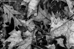 IMG0346_leaf_clutter_BW_lores