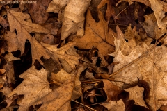 IMG0346_leaf_clutter_lores