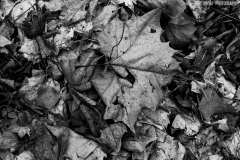 IMG0460_leaf_clutter_BW_lores
