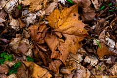 IMG0460_leaf_clutter_lores