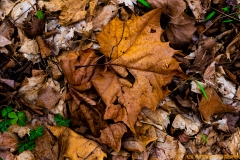 IMG0460_leaf_clutter_lores