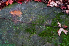 IMG2265_barbwire_rock_lores