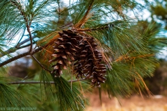 IMG2269_pine_cones_lores