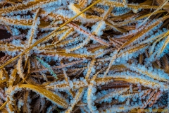 IMG2295_january_ice_grass_lores